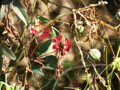 Diplocyclos palmatus