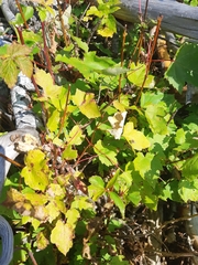 Acer rubrum image