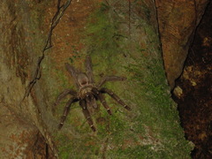 Psalmopoeus