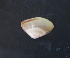 Iphigenia brasiliensis
