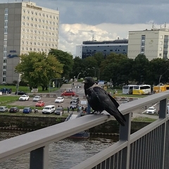 Corvus cornix × corone