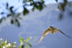 Buteo trizonatus
