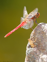 Rhodothemis lieftincki