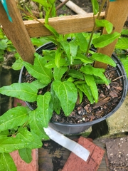 Ipomoea microdactyla