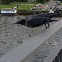 Corvus cornix × corone