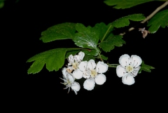Crataegus monogyna