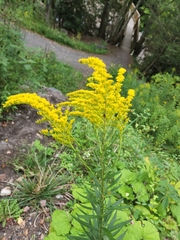 Solidago