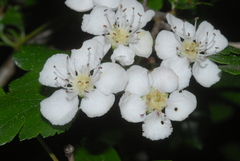 Crataegus monogyna