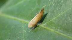 Synophropsis lauri
