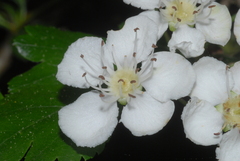 Crataegus monogyna