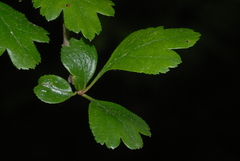 Crataegus monogyna