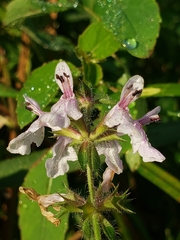 Stachys hispida