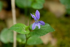 Viola reichenbachiana
