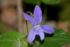 Viola reichenbachiana