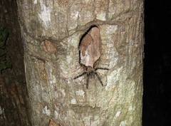 Psalmopoeus