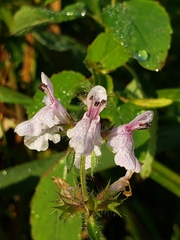 Stachys hispida
