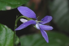 Viola reichenbachiana