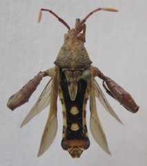 Meropachyini