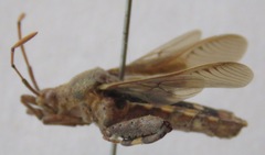 Meropachyini