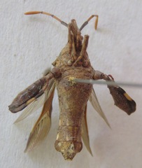 Meropachyini