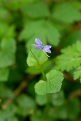 Viola reichenbachiana