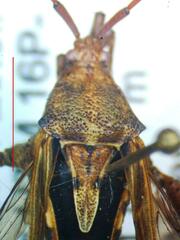 Meropachyini