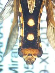 Meropachyini