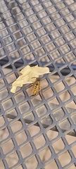 Vespula germanica