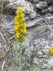 Solidago simplex