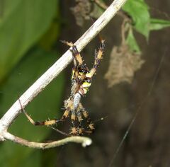 Argiope versicolor