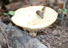 Polyporus