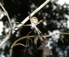 Argiope versicolor