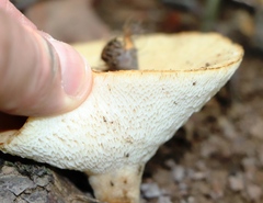 Polyporus