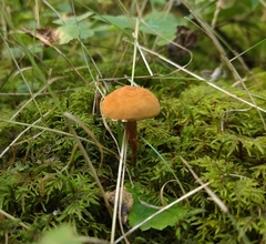 Cystoderma