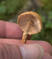 Cystoderma