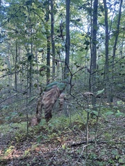 Litylenchus crenatae