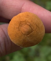 Cystoderma