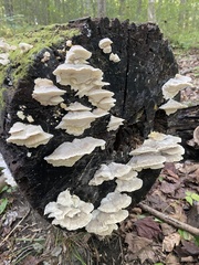 Tyromyces galactinus