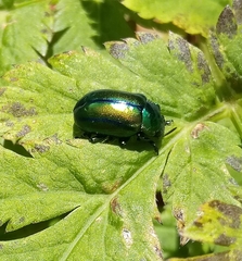 Chrysomelinae