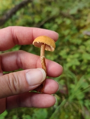 Cystoderma