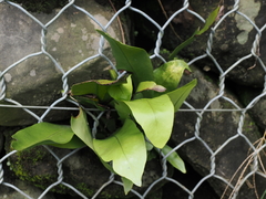 Microsorum punctatum