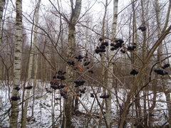 Aronia mitschurinii