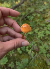 Cystoderma