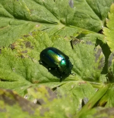 Chrysomelinae