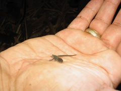 Lepidoblepharis xanthostigma