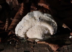 Trametes suaveolens