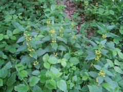 Lamium galeobdolon