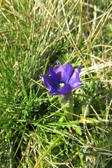 Gentiana dshimilensis