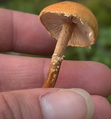 Cystoderma
