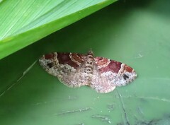 Xanthorhoe ferrugata